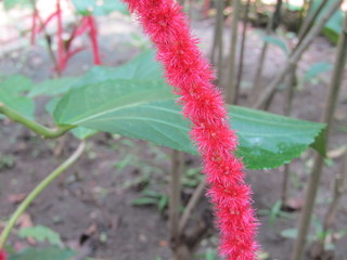 Close up view of Kayu putih bunga merah plant or Melaleuca leucadendral or eucalyptus tree leaves...