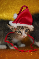 Cat's Portrait using a Christmas Hat