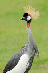 Portrait of a standing crested African crane