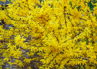 Blossoming of forsythia bushes.