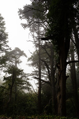 Obraz premium trees in the fog