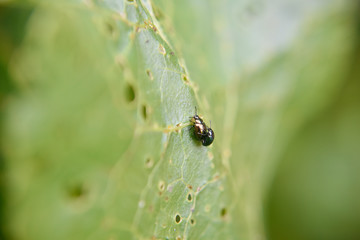 two bugs copulate during the spring time