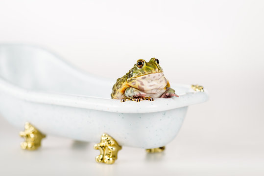 cute green frog in small luxury bathtub isolated on white