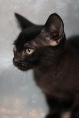 Cute Black Cat with Silver Backcground
