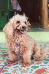 an untrimmed, unkempt apricot-colored dwarf poodle sits and waits for its owner. carefully look. close up