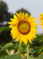 Naklejka premium Beautiful sunflowers blooming in the morning