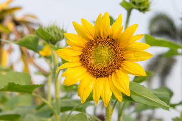 Beautiful sunflowers blooming in the morning