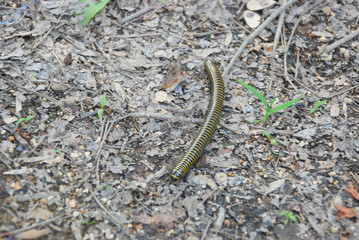 yellow striped centipedes on the dry crumbled leaves