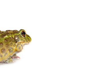 close up view of cute green frog isolated on white