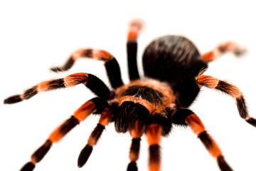 close up view of black and red hairy spider isolated on white