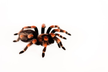 black and red hairy spider isolated on white