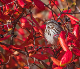 house sparrow in a bush