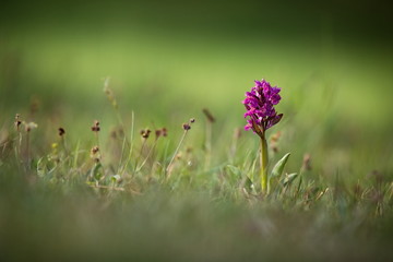 Dactylorhiza sambucina. Free nature. Beautiful picture. Orchid of the Czech Republic. Beautiful photo. Wild nature of the Czech Republic. Plant. Orchids of Europe.
