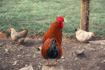 red cock in the village