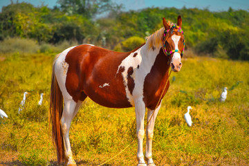 Fototapeta na wymiar American quarter horse close up view,mustang horse standing on ground,American paint horse ,top view of beautiful horse