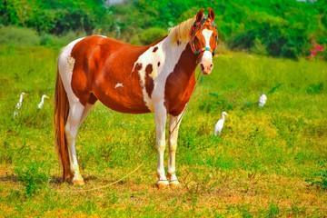 Fototapeta na wymiar Clydesdale horse standing on ground,brown and white horse standing in high grass ,Arabic horse in a meadow , running, playing, standing,Beautiful red horse with long blond mane in spring field,