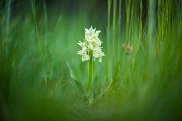 Dactylorhiza sambucina. Free nature. Beautiful picture. Orchid of the Czech Republic. Beautiful photo. Wild nature of the Czech Republic. Plant. Orchids of Europe.