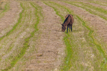 Lusitan Horses in the rice fields and water