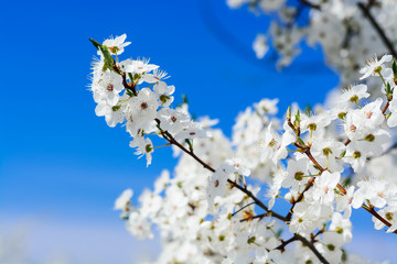 spring fresh garden