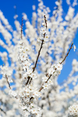 spring fresh garden