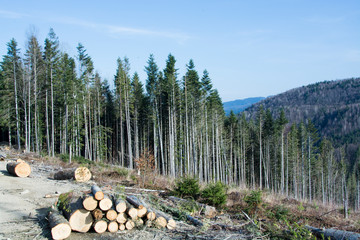 the beauty of the Ukrainian mountains
