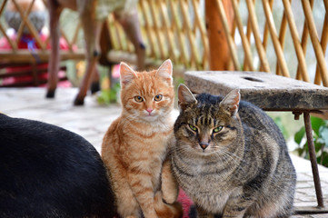 Dog and two cats to snuggle each other as best friends