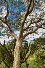 tree Swamp Birch (Betula pumila)