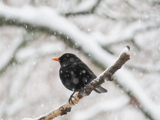 Male of Eurasian Blackbird (Turdus merula), in winter while it snows