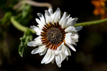 Fototapeta premium white flower close-up