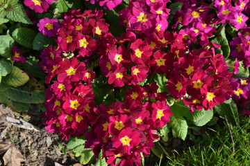 Primevère rouge au printemps