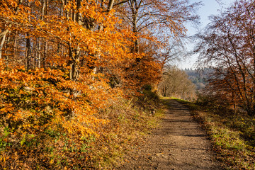 Obraz premium Weg auf dem Horn an Buchenwäldern vorbei