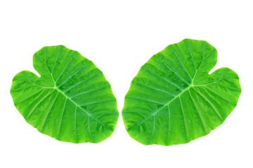 Colocasia esculenta var &Bon leaves on a white background