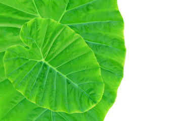 Colocasia esculenta var &Bon leaves on a white background