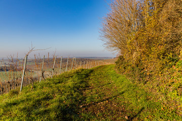 Weg in den Weinbergen auf dem Horn in Oberderdingen