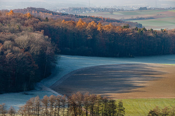 Obraz premium Der Wald wirft lange Schatten