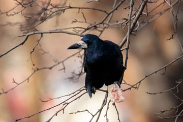 Rook corvus frugilegus trying to eat lard fat placed on tree for tits. Funny crow in wildlife.