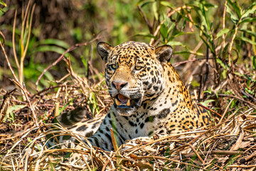 Jaguar In The Brush