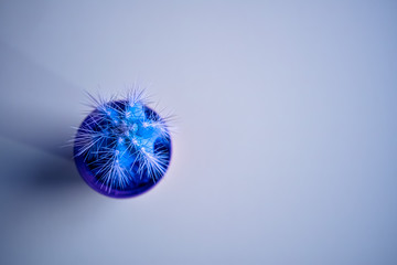 blue background. Blue cactus on top of a blue background. Minimalistic concept. Copy space.