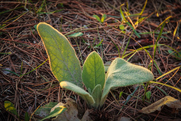 Tiny lamb's ear plant in the ground at sunset