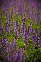 A field of tall purple sage flowers, selective focus