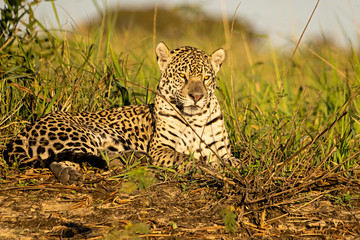 Jaguar Sitting Stare