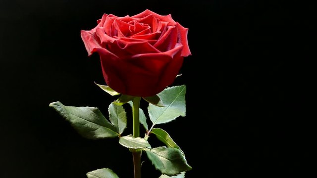 Red rose on a black background. Beautiful flower of love. Velvet red petals. Flowers close-up.