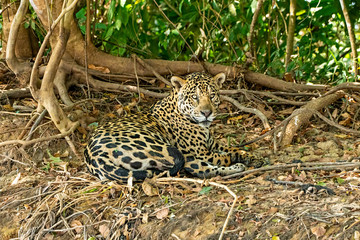Fototapeta na wymiar Jaguar Stare