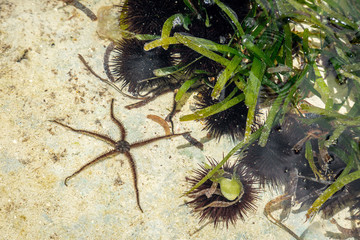 Starfish and sea urchin colony