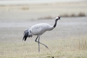 common crane  grus grus grulla comun