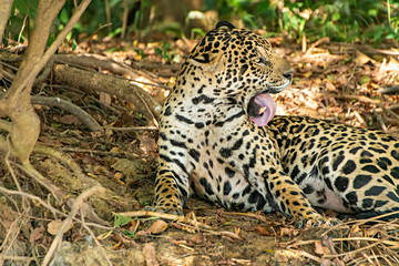 Jaguar Tongue