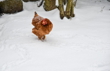 braue Hühner im Schnee im Winter im Garten, 