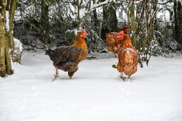 braune Hühner im Schnee Bauernhof Winter Gefieder