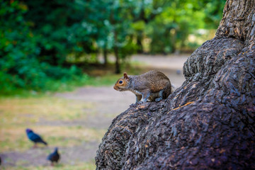 A trusting and cute squirrel sitting on a wooden fence eating a nut.