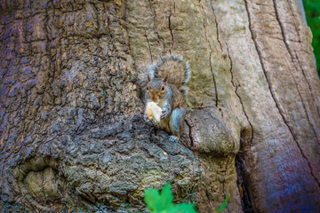 A trusting and cute squirrel sitting on a wooden fence eating a nut.